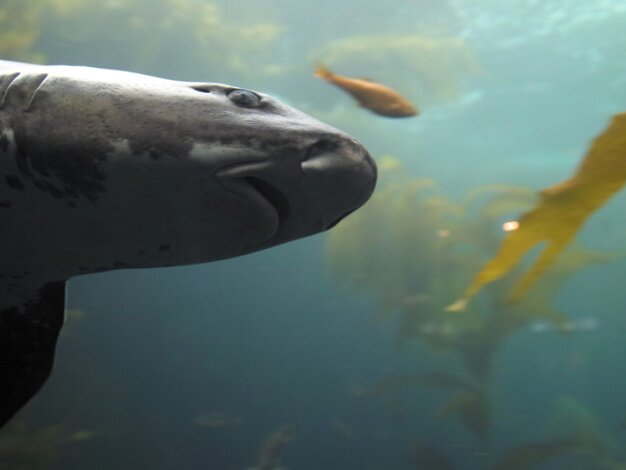 Monterey Aquarium